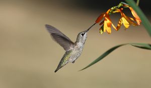 Hummingbird feeding on a vibrant orange flower. Photo by Veronika Andrews on Pexels.